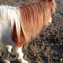 horse riding stables