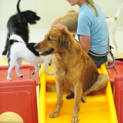 boarding mn now boarding kennels pet sitting nokomis minneapolis mn united states boarding mn now boarding kennels pet sitting nokomis minneapolis mn united states