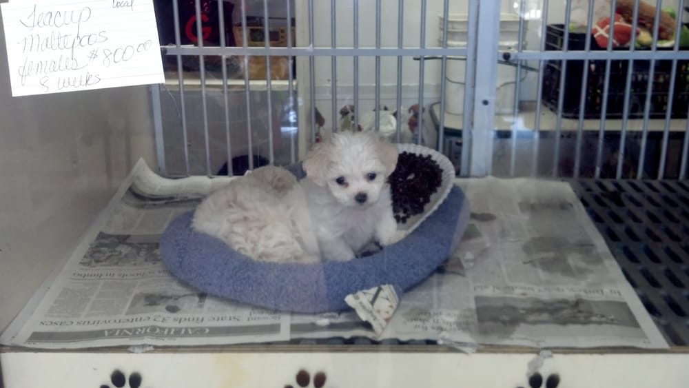 Anna’s Pet Grooming 75 Photos Pet Stores 12001 Firestone Blvd