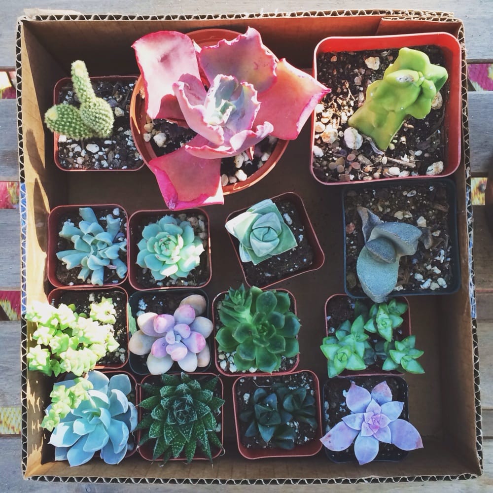 California Cactus Center 216 Photos Nurseries & Gardening 216 S