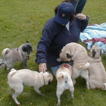 pug sunday alta plaza park pacific heights san francisco ca united states yelp pug sunday alta plaza park pacific heights san francisco ca united states yelp