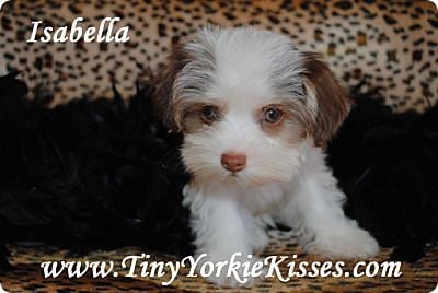 tiny yorkie kisses reviews chocolate parti morkie yelp tiny yorkie kisses reviews chocolate parti morkie yelp