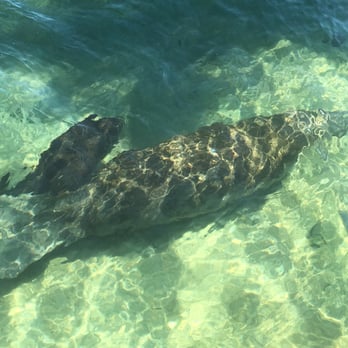 Manatee Lagoon - An FPL Eco-Discovery Center - 46 Photos - Aquariums