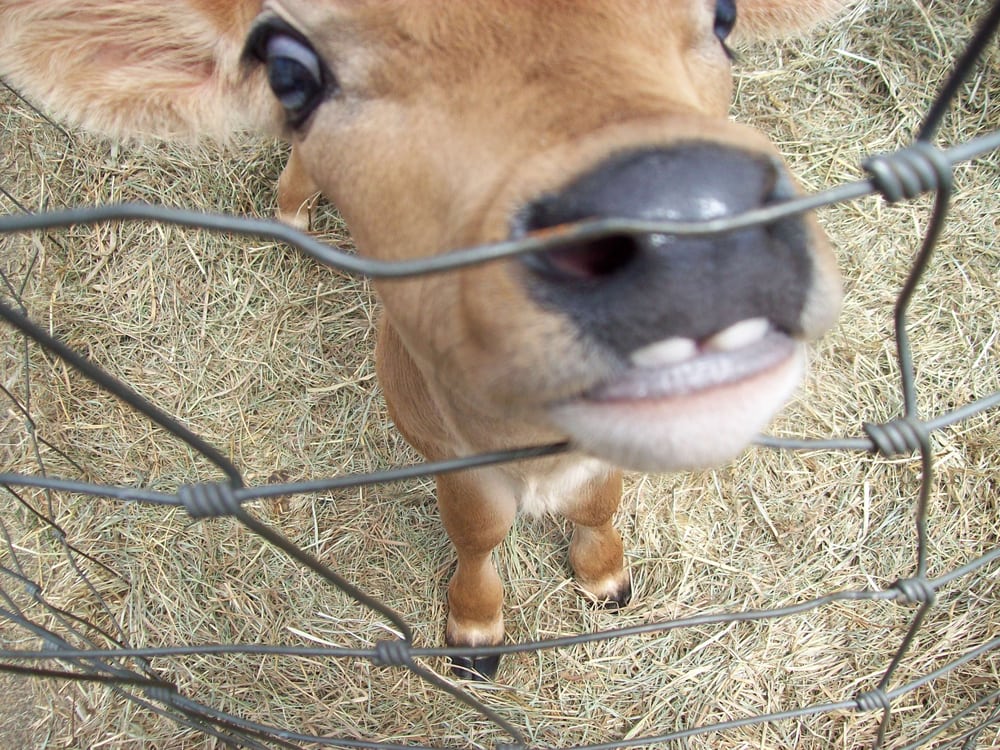 Eastleigh Farm Farmers Market Framingham, MA Yelp