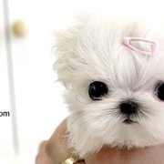 teacup puppies houston royal teacup puppies pet stores houston tx yelp teacup puppies houston royal teacup puppies pet stores houston tx yelp