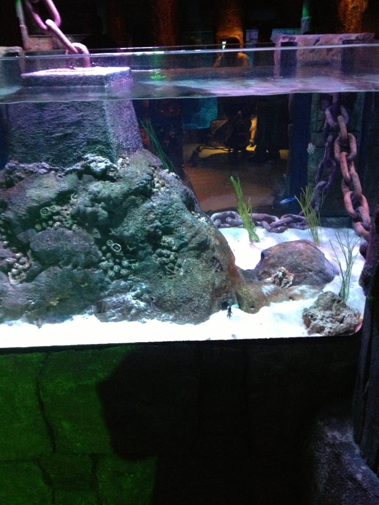 Sea Life Aquarium Aquariums Grapevine, TX Yelp