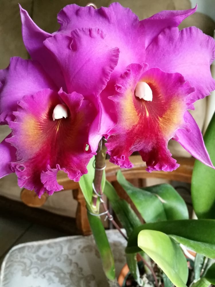 rf-orchids-390-photos-nurseries-gardening-28100-sw-182nd-ave