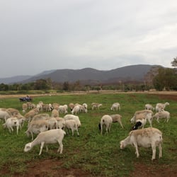 Primal Pastures logo