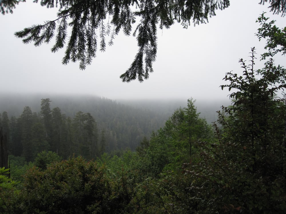 Trees of Mystery Amusement Parks Klamath, CA Reviews Photos Yelp