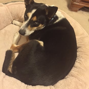 Best Place To Adopt A Dog In Dallas Best Place To Adopt A Dog In Dallas