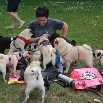 pug sunday san francisco alta plaza park san francisco ca united states pug sunday september 2011 pug sunday san francisco alta plaza park san francisco ca united states pug sunday september 2011