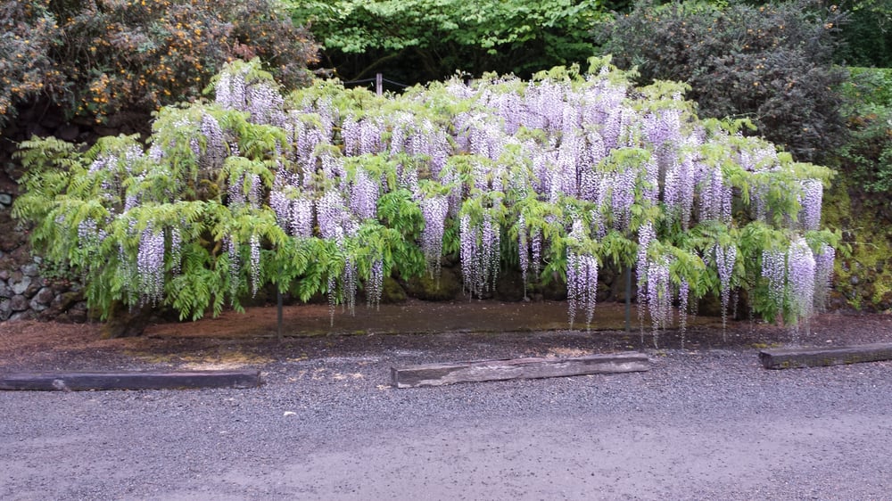 Elk Rock Garden - 26 Photos - Parks - Southwest Portland - Portland, OR