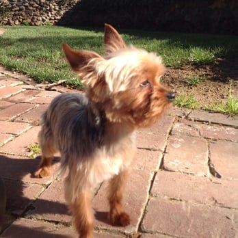 tiny yorkie kisses reviews tiny yorkie kisses 29 photos 22 reviews pet services fairfield ca united tiny yorkie kisses reviews tiny yorkie kisses 29 photos 22 reviews pet services fairfield ca united