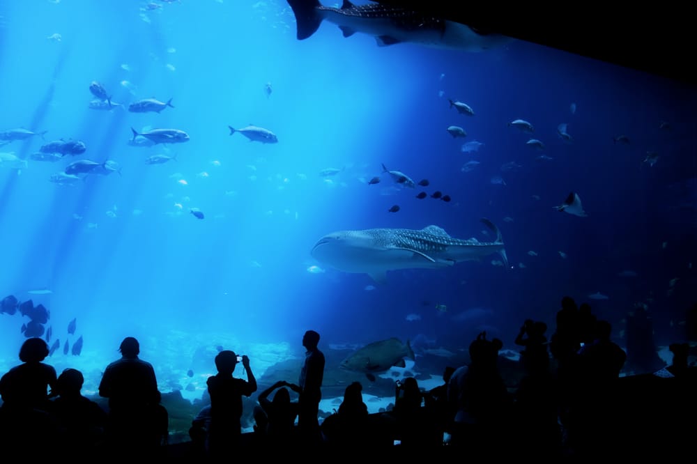 Aquarium 1769 Photos Aquariums Downtown Atlanta, GA