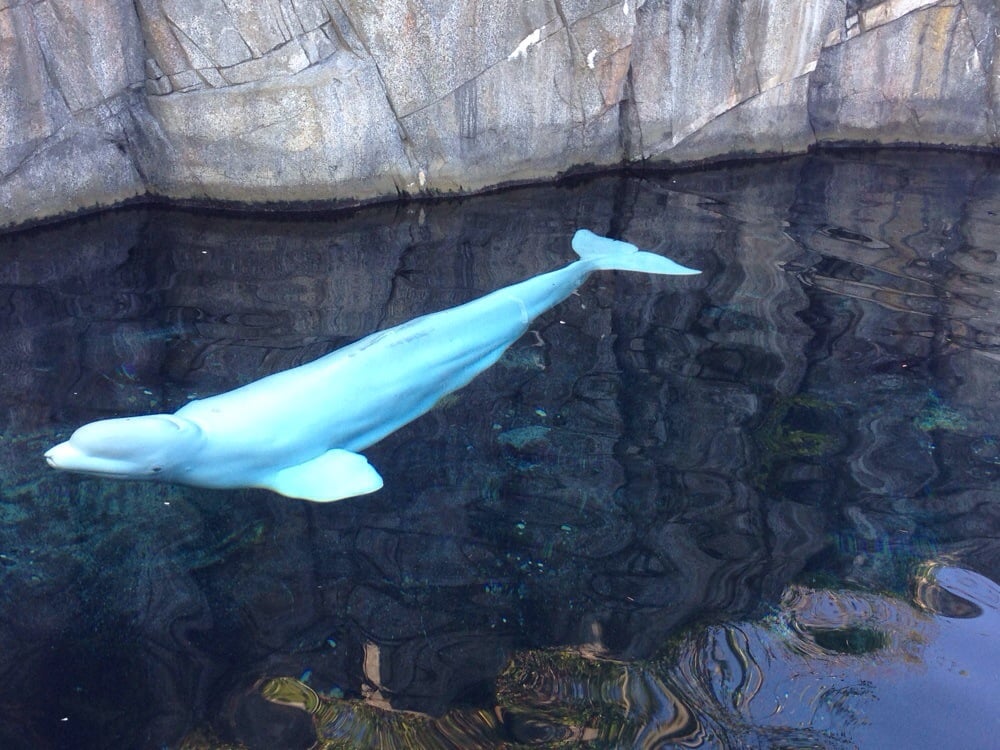 Mystic Aquarium Aquariums Mystic, CT Yelp