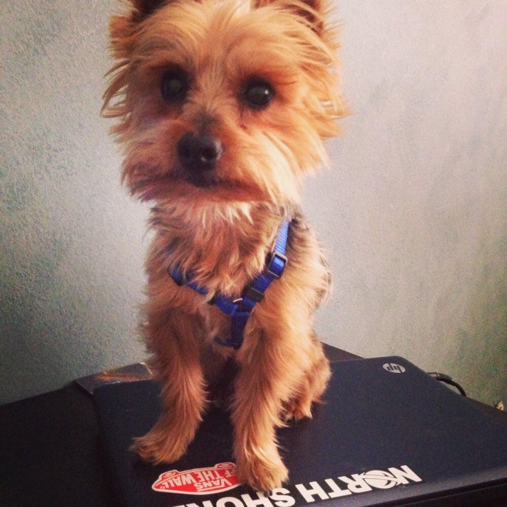 Pet City Grooming - Pet Groomers - Culver City - Culver City, CA - Reviews - Photos - Menu - Yelp