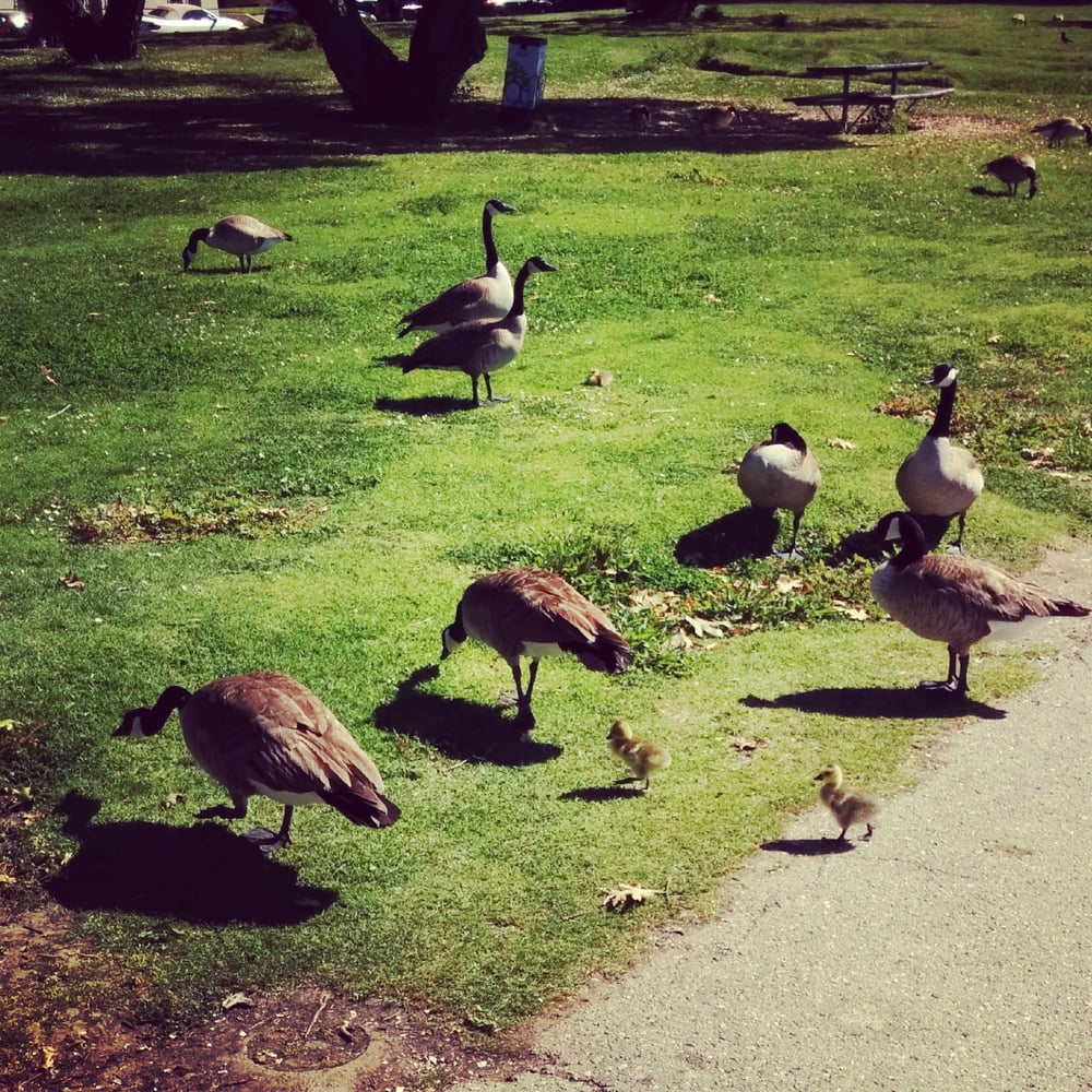 Lakeside Park 83 Photos Parks Oakland, CA Reviews Yelp