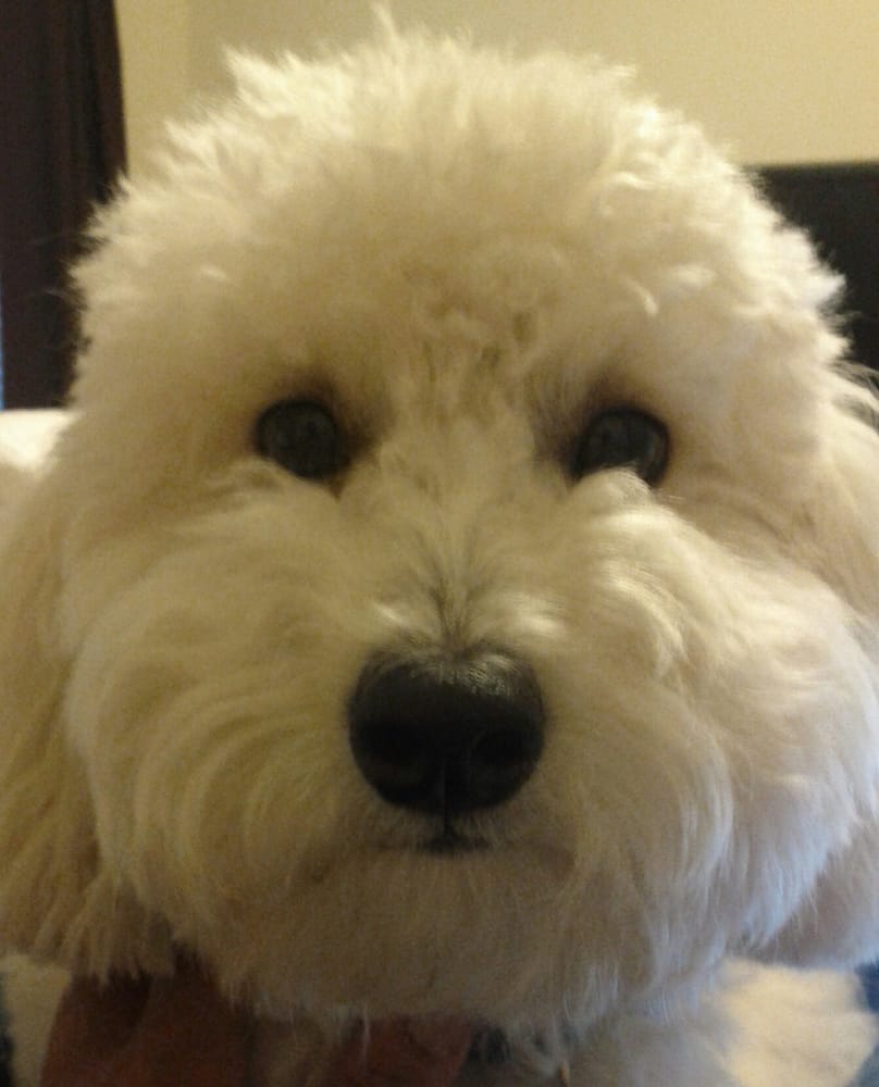 Wishbone Pet Care Pet Boarding/Pet Sitting Missouri