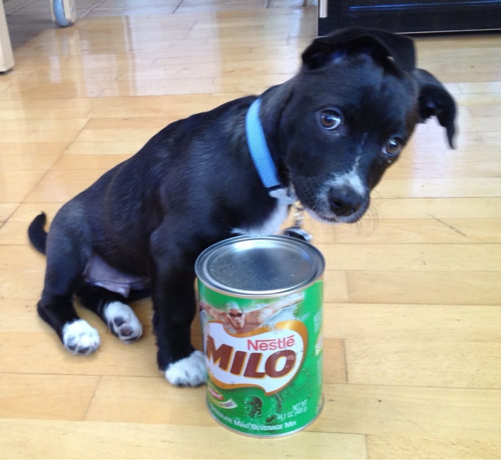 Sweet Doggies 17 Photos Pet Boarding/Pet Sitting 910 E California