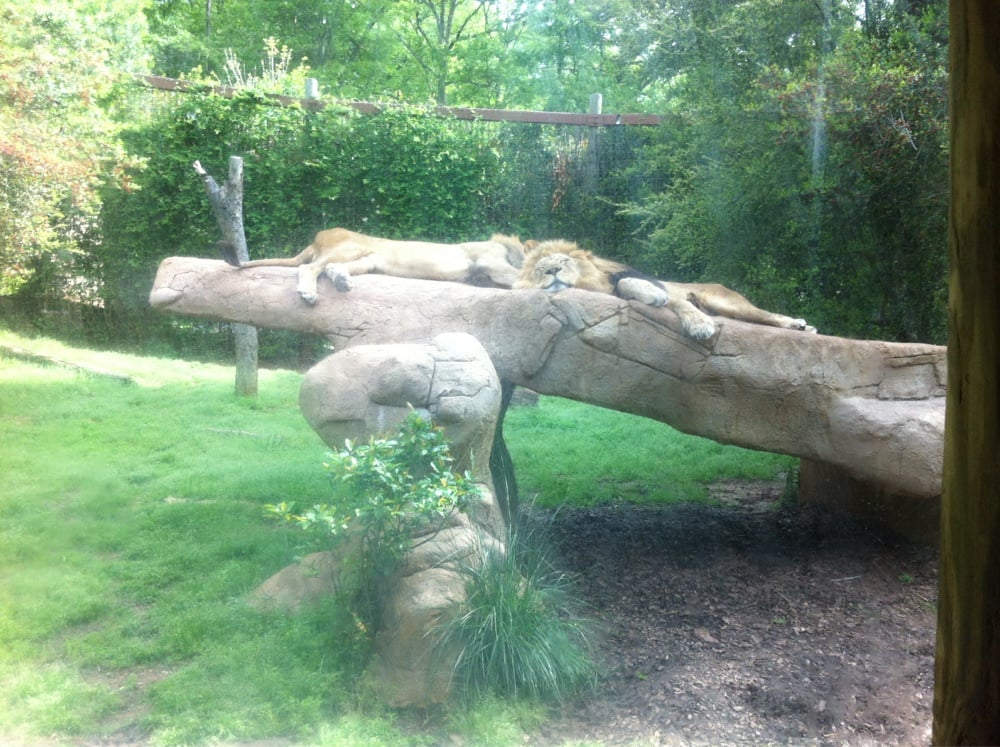 Greenville Zoo Zoos Greenville, SC, United States Reviews