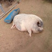 Forever wild exotic animal sanctuary hours