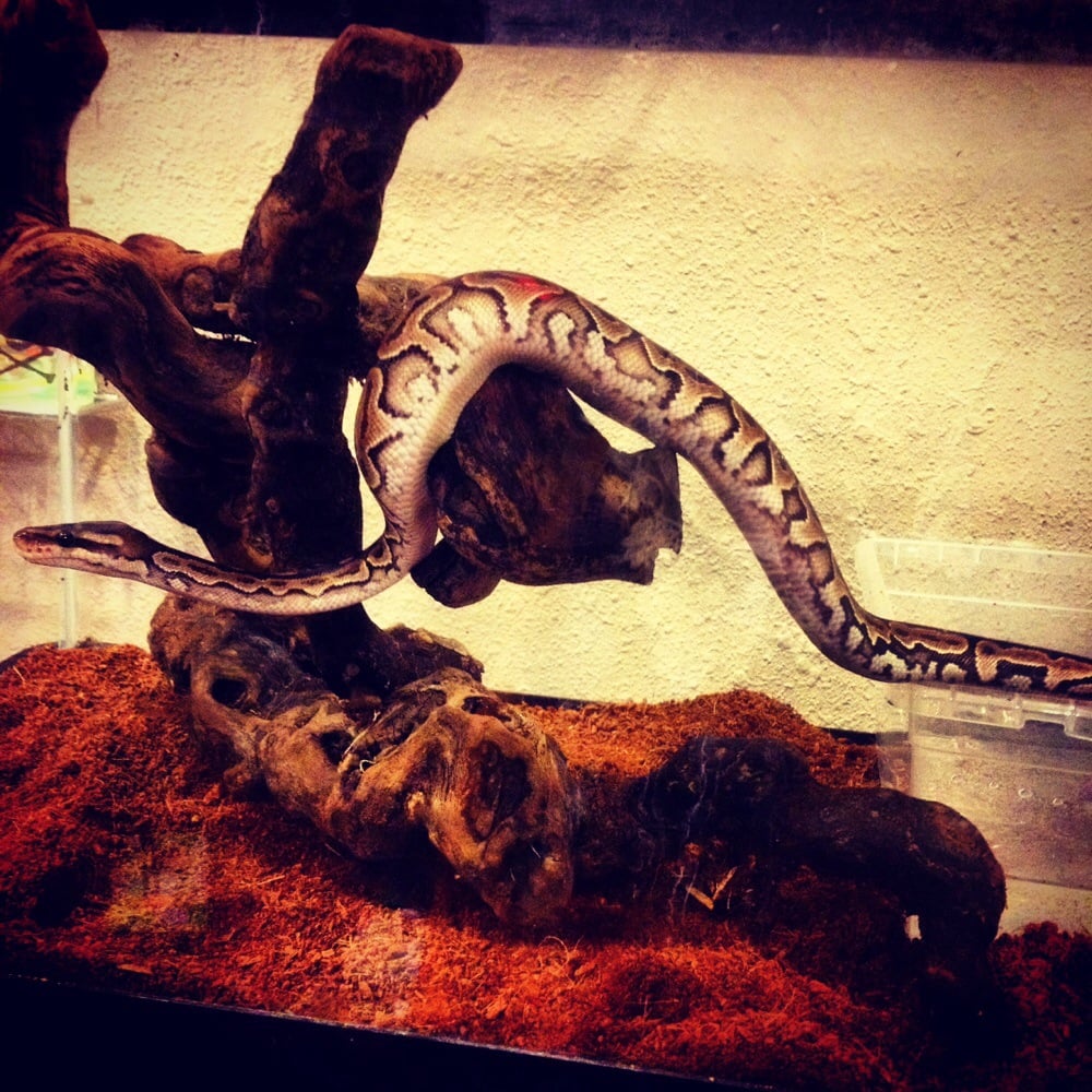 Hewitt Reptile Emporium Pet Stores Everett, WA Yelp