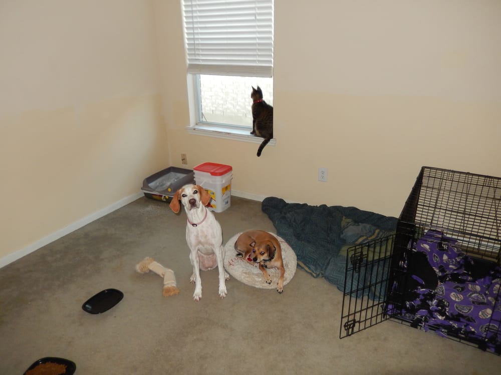boarding houston affordable cage free boarding 32 photos pet boarding pet sitting addicks park boarding houston affordable cage free boarding 32 photos pet boarding pet sitting addicks park