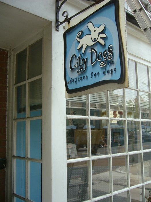 city dogs dc city dogs 41 foton husdjurspensionat djurvakter dupont circle washington dc city dogs dc city dogs 41 foton husdjurspensionat djurvakter dupont circle washington dc