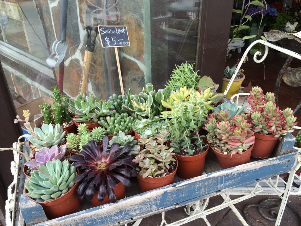 American Harvest Flowers & Plants Florists Redondo Beach Redondo Beach, CA Yelp