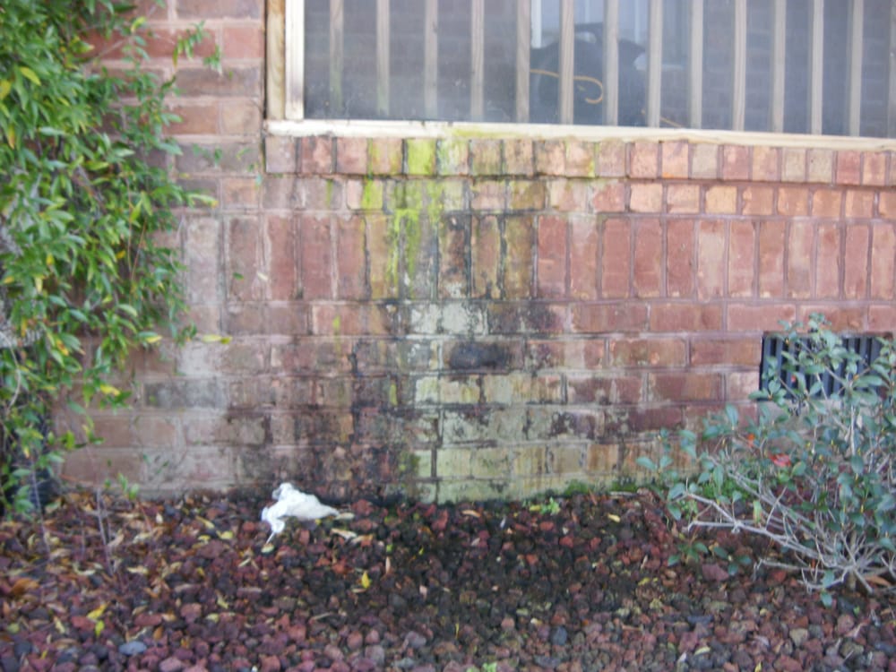 mold on brick wall | Yelp