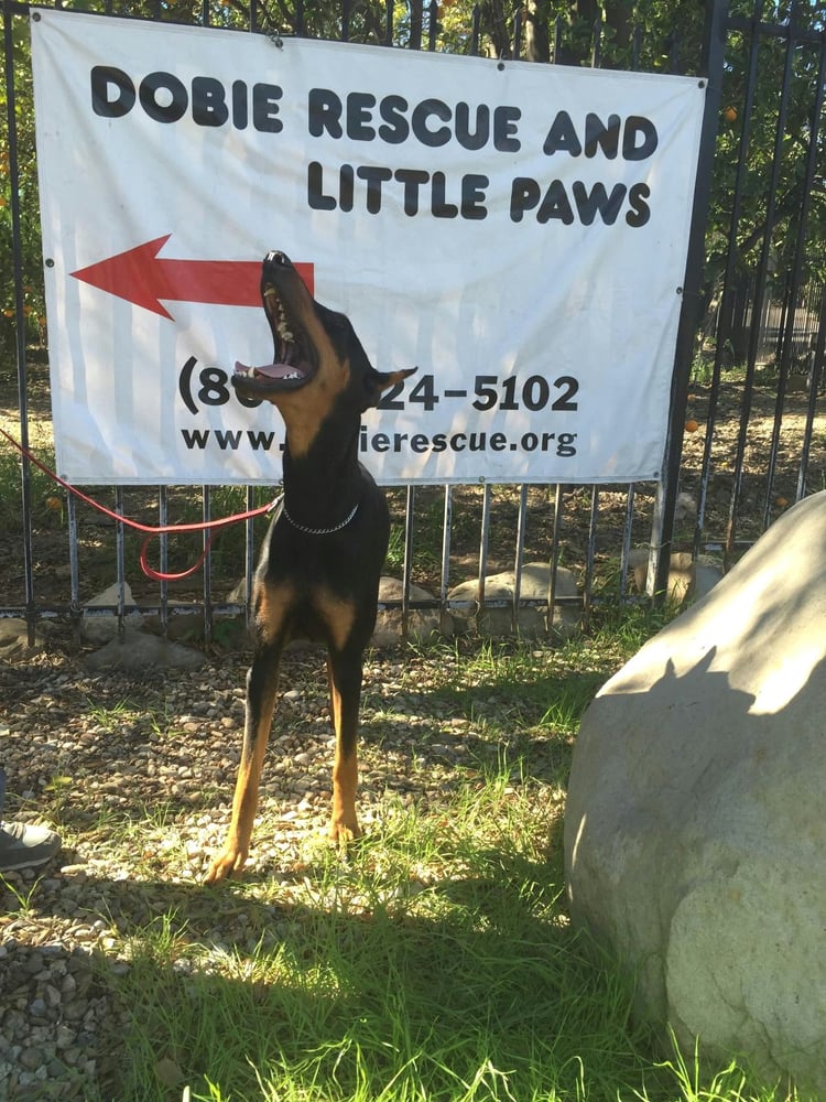 Doberman Pinscher Rescue Animal Shelters 2946 Young Rd Fillmore, CA Reviews Photos Yelp Doberman Pinscher Rescue Animal Shelters 2946 Young Rd Fillmore, CA Reviews Photos Yelp