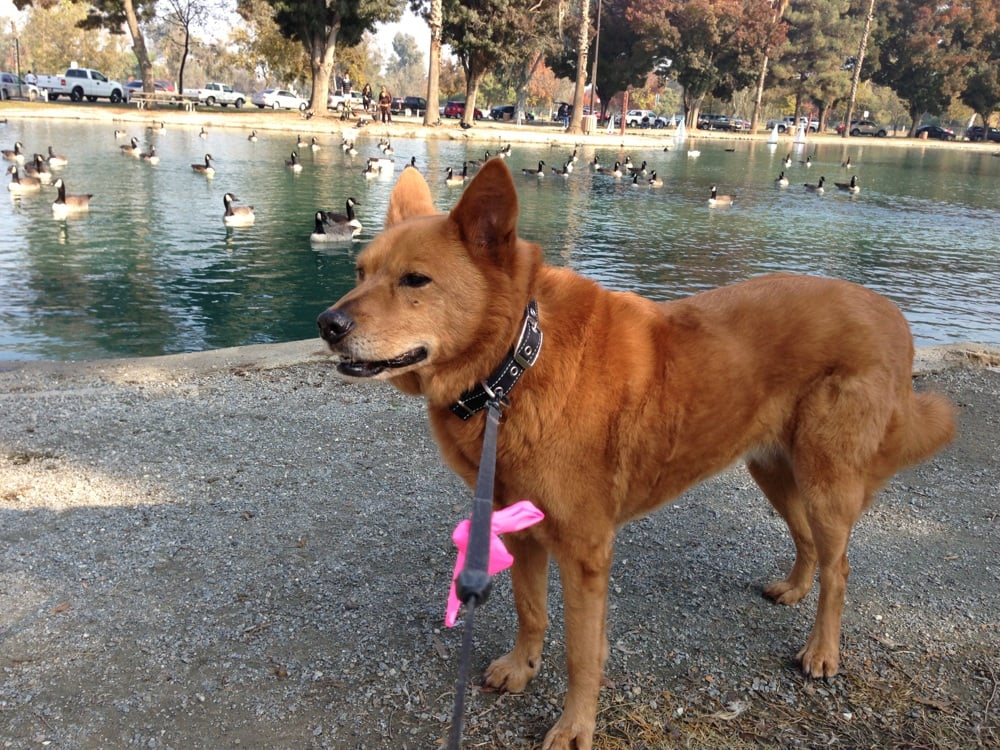 Plaza Park Dog Parks Visalia, CA Yelp