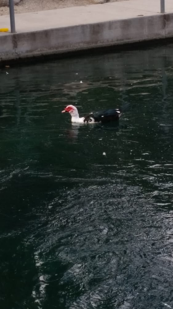 Laguna Lake Park Parks Fullerton, CA Reviews Photos Yelp