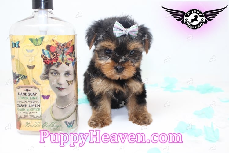 yorkie puppies for sale in los angeles ca teacup yorkie puppies for sale in los angeles yelp yorkie puppies for sale in los angeles ca teacup yorkie puppies for sale in los angeles yelp