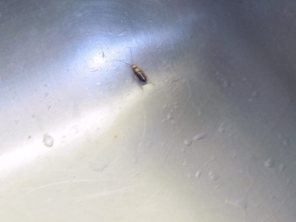 Bugs in the sink!? r/japanlife