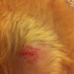 razor burn on dogs critter care grooming pet groomers las vegas nv yelp razor burn on dogs critter care grooming pet groomers las vegas nv yelp