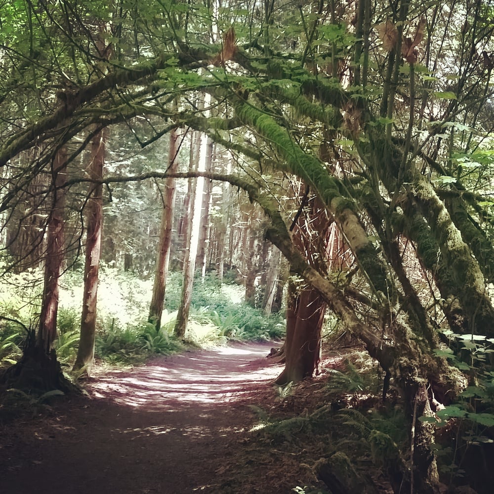 Bridle Trails State Park 12 Photos Parks Kirkland, WA Reviews
