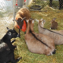 Shawn's Pumpkin Patch logo