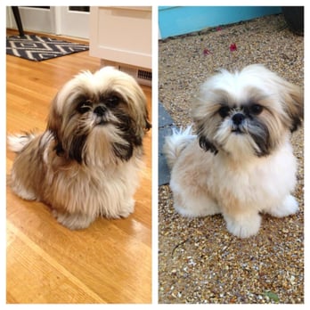 shih tzu puppy cut grooming spago grooming doggie daycare 71 photos pet groomers oakland shih tzu puppy cut grooming spago grooming doggie daycare 71 photos pet groomers oakland