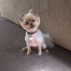 Just For Paws Grooming logo