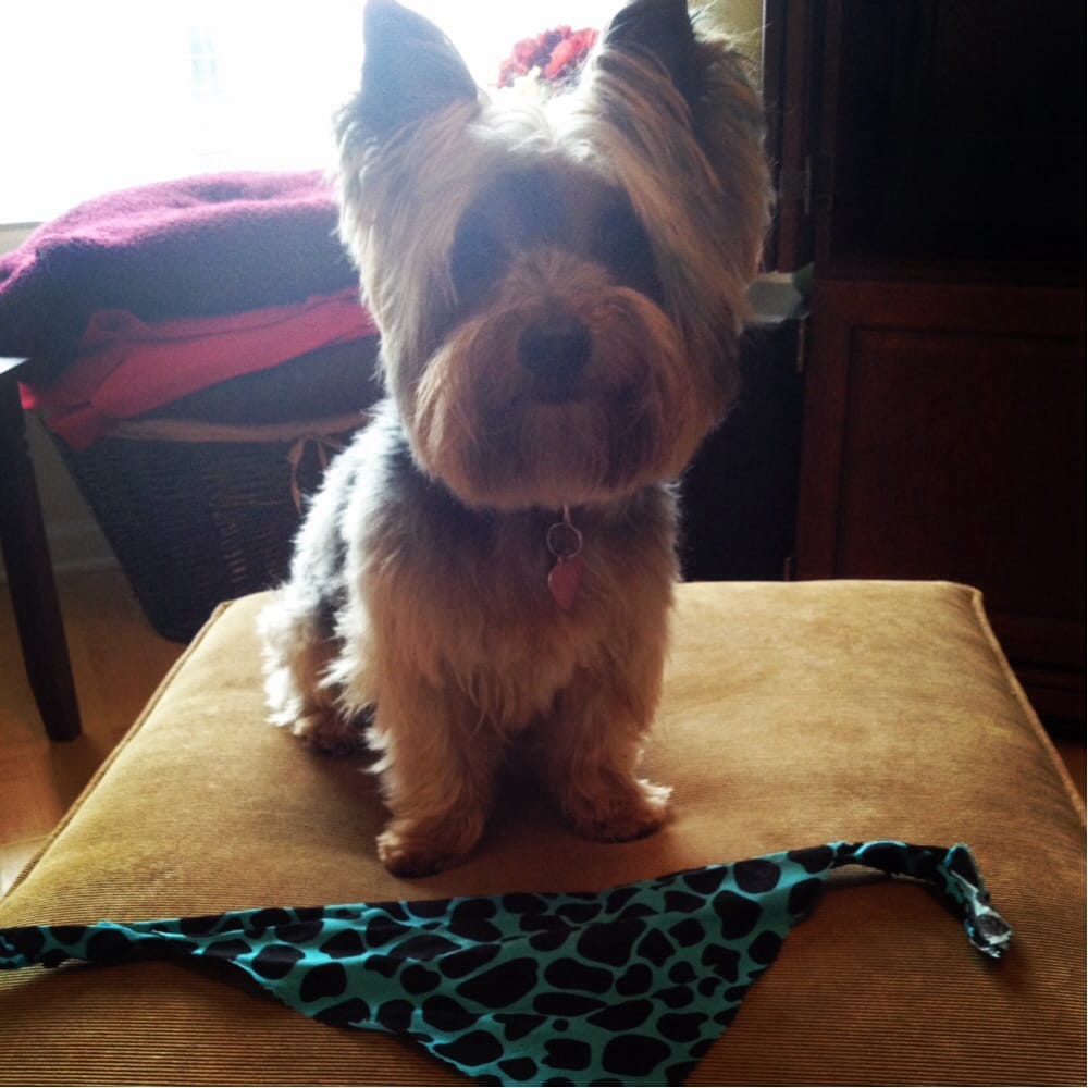 Whiskers Dog Spa Pet Groomers Charlotte, NC Yelp