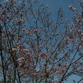 Huntington Central Park - 231 Photos & 81 Reviews - Parks - 18000