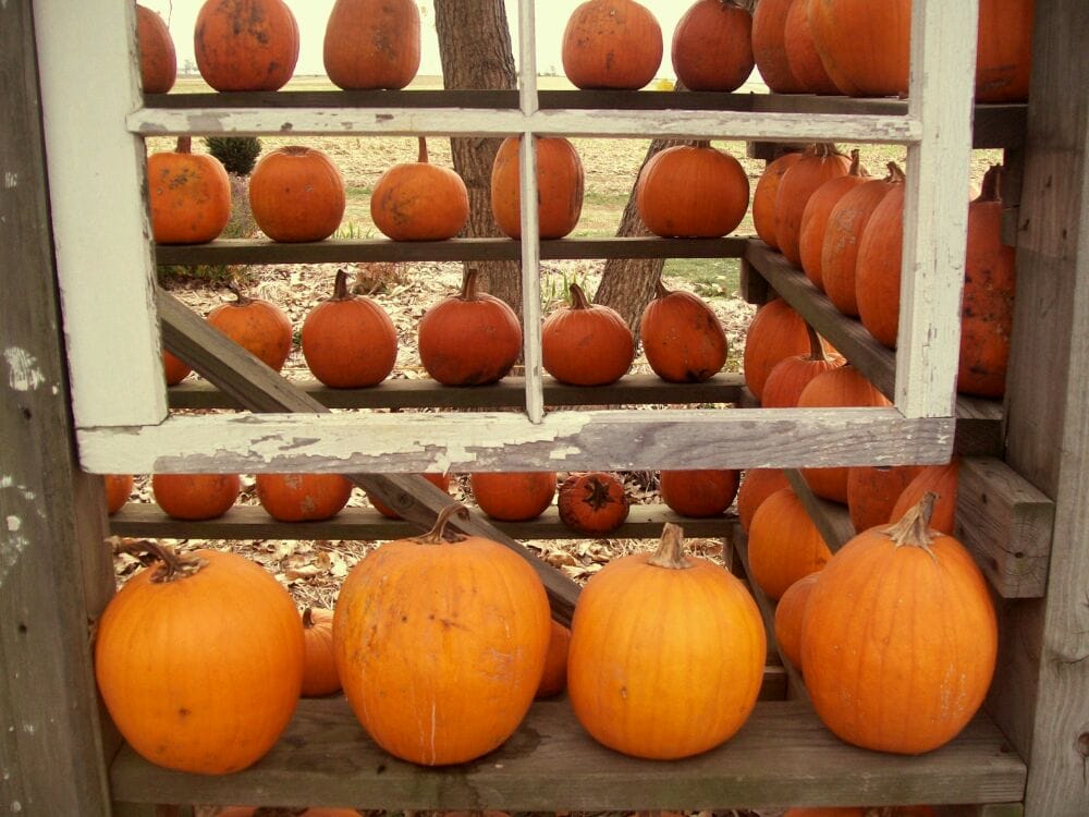 The Great Pumpkin Patch Bakeries Arthur, IL Yelp