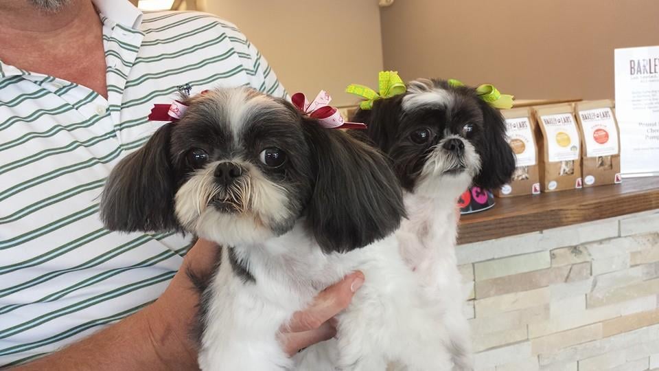 Top Notch Pet Spa 22 Photos Pet Groomers Raleigh, NC Reviews Yelp