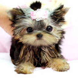 royal teacup puppies royal teacup puppies pet stores houston tx phone number yelp royal teacup puppies royal teacup puppies pet stores houston tx phone number yelp