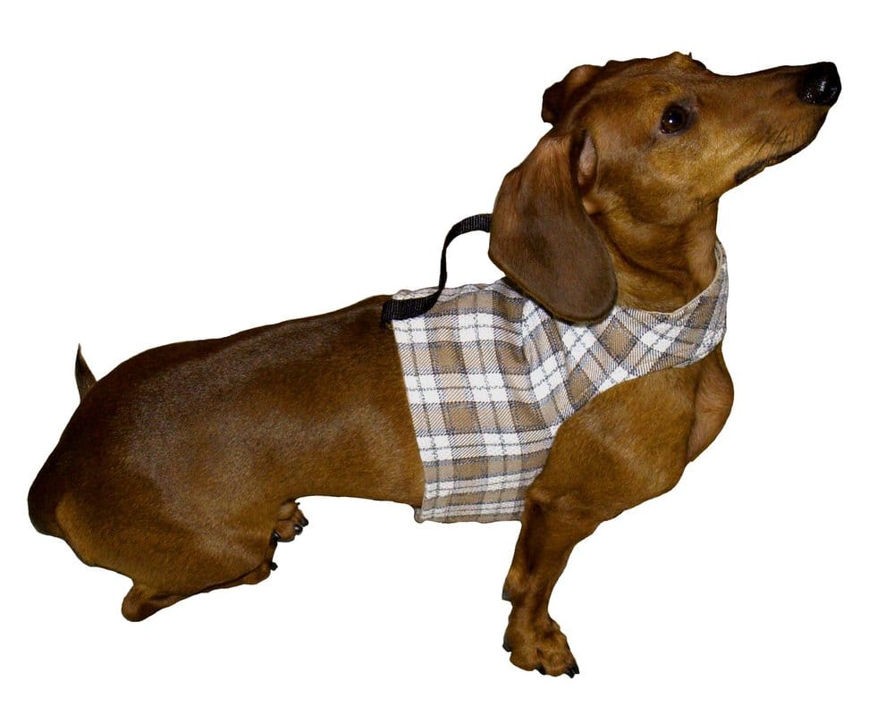 Yap Wraps CLOSED Pet Stores Financial District San Francisco