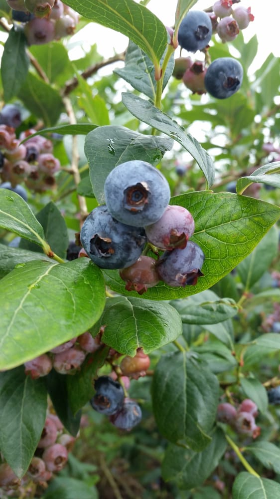Mercier Orchards 116 Photos Farmers Market Blue Ridge, GA