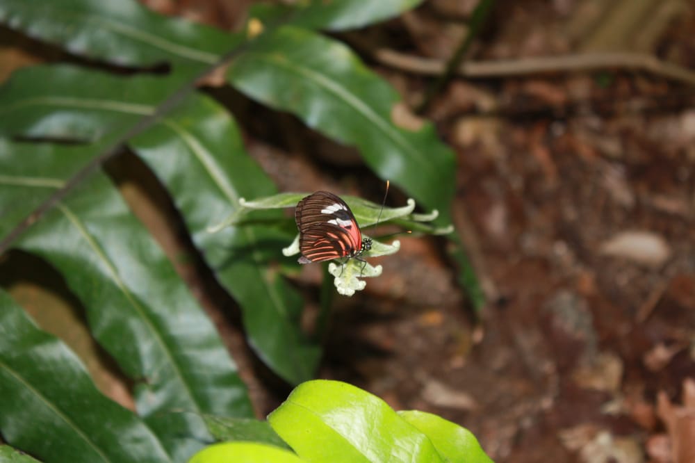 Frederik Meijer Gardens & Sculpture Park 194 Photos Botanical