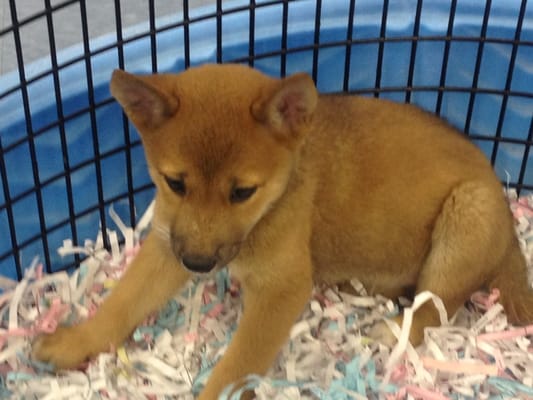 puppies galore more puppies galore more pet stores jacksonville fl yelp puppies galore more puppies galore more pet stores jacksonville fl yelp