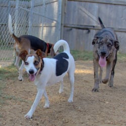 free puppies jonesboro ar all paws resort for pets jonesboro ar yelp free puppies jonesboro ar all paws resort for pets jonesboro ar yelp